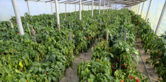 Dlaczego papryka więdnie?