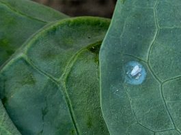 Mączlik warzywny – czy grozi nam inwazja? (komunikat warzywniczy 29 maj 2023)