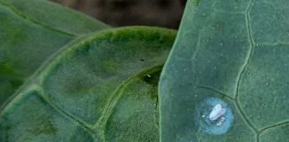 Mączlik warzywny – czy grozi nam inwazja? (komunikat warzywniczy 29 maj 2023)