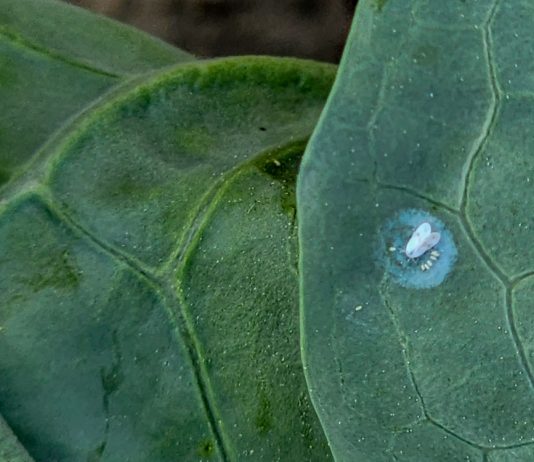 Mączlik warzywny – czy grozi nam inwazja? (komunikat warzywniczy 29 maj 2023)