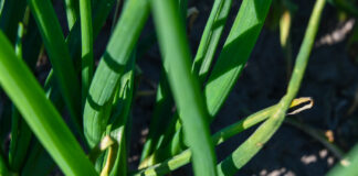 Stemphylium na zimówce (komunikat warzywniczy 15 maja 2023)