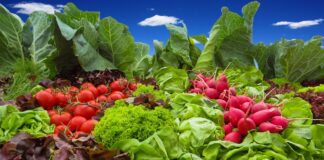 Polskie warzywa w sklepach Lidla. Takie będą promocje w najbliższy weekend