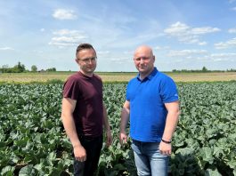 Agrowłókniny – jak spisały się na Kalafiorowej Demo Farmie?