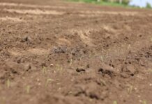 Uprawa cebuli – herbicydy na początkowym etapie wzrostu. Dlaczego faza flagi jest taka niebezpieczna?