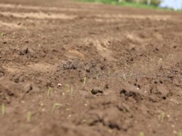 Uprawa cebuli – herbicydy na początkowym etapie wzrostu. Dlaczego faza flagi jest taka niebezpieczna?