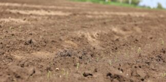 Uprawa cebuli – herbicydy na początkowym etapie wzrostu. Dlaczego faza flagi jest taka niebezpieczna?