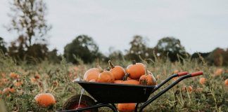 Dynia hokkaido — uprawa, cena, właściwości, jak wygląda? jak wygląda dynia hokkaido