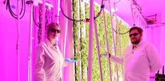 Farma wertykalna w Polsce – co można w niej uprawiać?