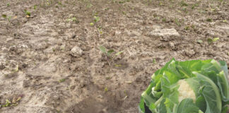 Kalafiory mogą być w tym roku warzywem luksusowym. Wszystkiemu winna pogoda!