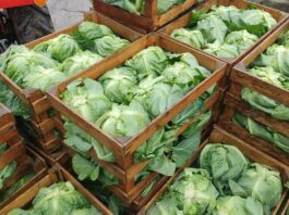 Wczesne kapusty w Igołomi – jakość i zbiory po myśli plantatora