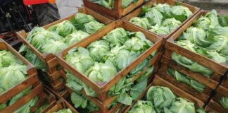 Wczesne kapusty w Igołomi – jakość i zbiory po myśli plantatora