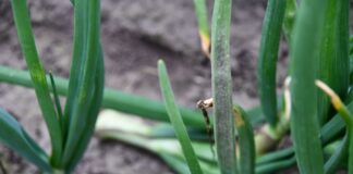 Pierwsze objawy mącznika rzekomego cebuli (komunikat warzywniczy 8 maja 2023)
