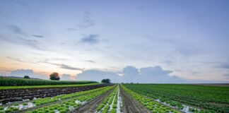 Jakie warzywa siać obok siebie?