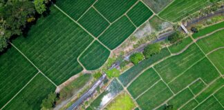 Niszczyk zjadliwy – jak wygląda, objawy, zwalczanie niszczyk zjadliwy