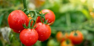 Rak bakteryjny pomidora