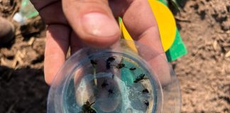 Pojawia się śmietka i to w dużym nasileniu (komunikat warzywniczy 18 maja 2023)