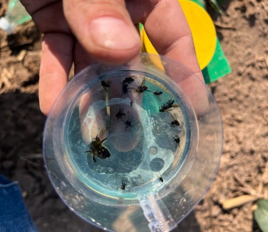 Pojawia się śmietka i to w dużym nasileniu (komunikat warzywniczy 18 maja 2023)