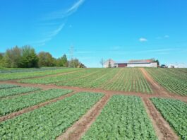 Wczesne kapusty i te na drugi rzut w rejonie Krakowa
