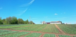 Wczesne kapusty i te na drugi rzut w rejonie Krakowa