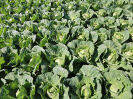 Kapusta, kalafior – cena – giełda warzywna – 2023. Ile kosztuje kalafior?