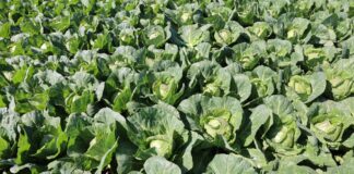 Kapusta, kalafior – cena – giełda warzywna – 2023. Ile kosztuje kalafior?