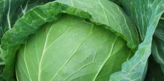 Kapusta Cabbice podczas zbiorów