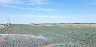 Odmiana kalafiora wybierana do uprawy przez największych