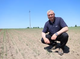 Ochrona cebuli przed chorobami + chwasty jednoliścienne – nowe i sprawdzone rozwiązania