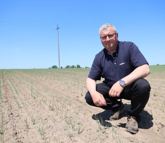 Ochrona cebuli przed chorobami + chwasty jednoliścienne – nowe i sprawdzone rozwiązania