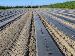 Przygotowanie zagonów pod uprawę ogórka (#100 ton)