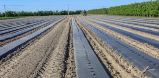 Przygotowanie zagonów pod uprawę ogórka (#100 ton)