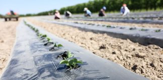 Rozsada ogórka już posadzona (#100 ton)