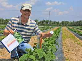 Ogórki na #100ton. Zaczynamy fertygację