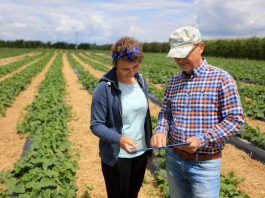 Jak skrócić międzywęźla u ogórków (#100ton)