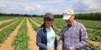 Jak skrócić międzywęźla u ogórków (#100ton)