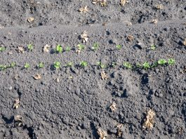 Jak zwalczać chwasty w uprawie marchwi i pietruszki CZ. I