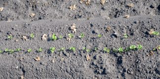 Jak zwalczać chwasty w uprawie marchwi i pietruszki CZ. I