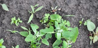 Jak zwalczać chwasty w uprawie marchwi i pietruszki, cz. II środek na chwasty w warzywach