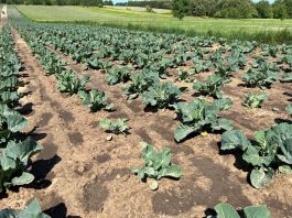 Jak zapewnić lepszy wzrost kalafiorów w okresie lata?