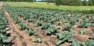 Jak zapewnić lepszy wzrost kalafiorów w okresie lata?