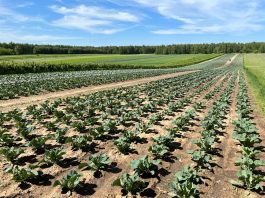 Nawożenie kalafiorów dostosowane do aktualnych potrzeb