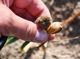 Cebula zamiera? Pytanie dlaczego? – ( komunikat warzywniczy 30 czerwca 2023)