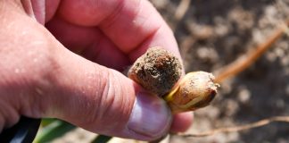 Cebula zamiera? Pytanie dlaczego? – ( komunikat warzywniczy 30 czerwca 2023)