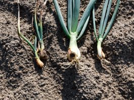 Jak ograniczyć ryzyko fusarium w uprawie cebuli?