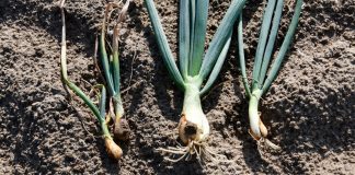 Jak ograniczyć ryzyko fusarium w uprawie cebuli?