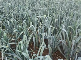 Ekoschematy – interpretacja wybranych przepisów