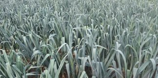 Ekoschematy – interpretacja wybranych przepisów