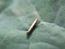 Na warzywach kapustnych pojawił się tantniś krzyżowaczek (komunikat warzywniczy z dnia 13 czerwca 2023)