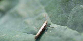 Na warzywach kapustnych pojawił się tantniś krzyżowaczek (komunikat warzywniczy z dnia 13 czerwca 2023)