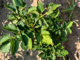 Walka ze stonką ziemniaczaną – Leptinotarsa decemlineata w sezonie 2023